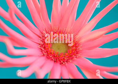 lebendige und Spaß liebende rosa Spinne Gerbera Jane Ann Butler Fotografie JABP1623 Stockfoto