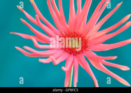 lebendige und Spaß liebende rosa Spinne Gerbera Jane Ann Butler Fotografie JABP1624 Stockfoto