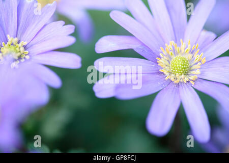 blaue Blanda, schöne Frühlingsblumen gänseblümchenartigen Jane Ann Butler Fotografie JABP1619 Stockfoto