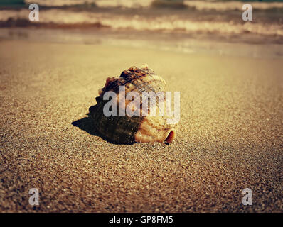 Großen Wellhornschnecke Muschel im Sand am Meer. Goldene filter Stockfoto