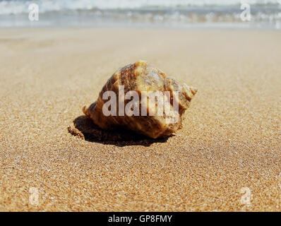 Großen Wellhornschnecke Muschel im Sand am Meer. Sommer Urlaub Hintergrund Stockfoto