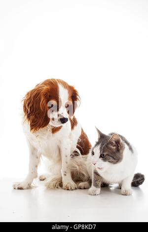 Hund, Katze Vs, mit, zusammen, Freund, Freunde, Haustiere, Feinde oder Brüder. Stockfoto