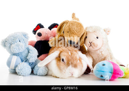 Ausgebildete pet weißen Hintergrund Studio. niedliche Tiere hautnah Fotos. purebreed zeigen Tier.' heißt 'Ohr eared Funny Bunny Stockfoto