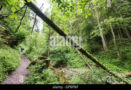 Bonndorf, Deutschland. 13. Juli 2016. Das Lottenbach Wappen in der Wutachschlucht Natur behalten in Bonndorf, Deutschland, 13. Juli 2016. Foto: Patrick Seeger/Dpa/Alamy Live News Stockfoto