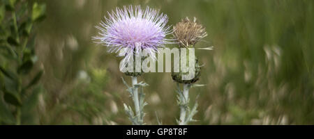 Lawton, Oklahoma, USA. 8.. Eine Distel Pflanze blüht in den Wichita Mountains. Im Jahre 1901 gegründet, ist Wichita Mountains Wildlife Refuge in der Nähe von Lawton, Oklahoma, eines mehr als 556 Rückzugsgebiete in den Vereinigten Staaten verwaltet. Refugio 59.020 Hektar beherbergt ein seltenes Stück aus der Vergangenheit. Die Schutzhütte bietet Lebensraum für große native weidenden Tiere wie Bisons, Rocky Mountain Elche und Weißwedelhirsche. Texas Longhorn Rindern teilen auch Zuflucht Weideflächen als kulturelles und historisches Erbe Spezies. Wenn Präsident Teddy Roosevelt wollte der Büffel in freier Wildbahn wieder anzusiedeln, Stockfoto