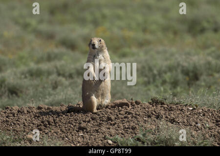 Lawton, Oklahoma, USA. 8.. Ein Präriehund durchstreift den Wichita Mountains. Im Jahre 1901 gegründet, ist Wichita Mountains Wildlife Refuge in der Nähe von Lawton, Oklahoma, eines mehr als 556 Rückzugsgebiete in den Vereinigten Staaten verwaltet. Refugio 59.020 Hektar beherbergt ein seltenes Stück aus der Vergangenheit. Die Schutzhütte bietet Lebensraum für große native weidenden Tiere wie Bisons, Rocky Mountain Elche und Weißwedelhirsche. Texas Longhorn Rindern teilen auch Zuflucht Weideflächen als kulturelles und historisches Erbe Spezies. Wenn Präsident Teddy Roosevelt wollte die Büffel, wild, He Mov wieder einführen Stockfoto