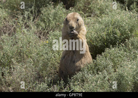 Lawton, Oklahoma, USA. 8.. Ein Präriehund durchstreift den Wichita Mountains. Im Jahre 1901 gegründet, ist Wichita Mountains Wildlife Refuge in der Nähe von Lawton, Oklahoma, eines mehr als 556 Rückzugsgebiete in den Vereinigten Staaten verwaltet. Refugio 59.020 Hektar beherbergt ein seltenes Stück aus der Vergangenheit. Die Schutzhütte bietet Lebensraum für große native weidenden Tiere wie Bisons, Rocky Mountain Elche und Weißwedelhirsche. Texas Longhorn Rindern teilen auch Zuflucht Weideflächen als kulturelles und historisches Erbe Spezies. Wenn Präsident Teddy Roosevelt wollte die Büffel, wild, He Mov wieder einführen Stockfoto