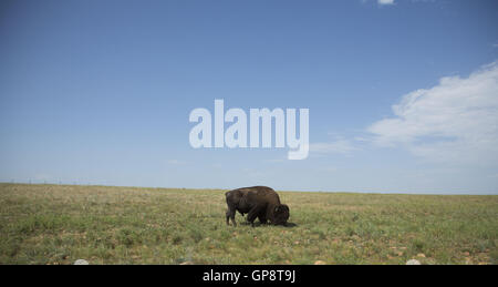 Lawton, Oklahoma, USA. 8.. Ein Büffel grasen in den Wichita Mountains. Im Jahre 1901 gegründet, ist Wichita Mountains Wildlife Refuge in der Nähe von Lawton, Oklahoma, eines mehr als 556 Rückzugsgebiete in den Vereinigten Staaten verwaltet. Refugio 59.020 Hektar beherbergt ein seltenes Stück aus der Vergangenheit. Die Schutzhütte bietet Lebensraum für große native weidenden Tiere wie Bisons, Rocky Mountain Elche und Weißwedelhirsche. Texas Longhorn Rindern teilen auch Zuflucht Weideflächen als kulturelles und historisches Erbe Spezies. Wenn Präsident Teddy Roosevelt wollte die Büffel, wild, He Mo wieder einführen Stockfoto