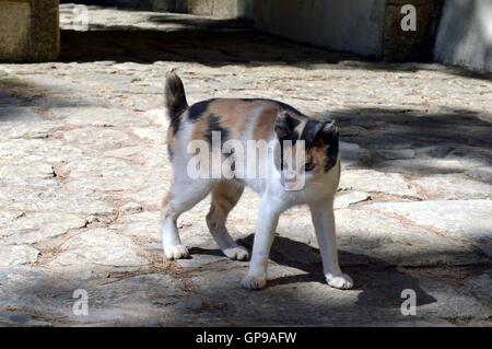 Katze spielen bei einem Baum unter der Sonne von der Insel Kreta. Stockfoto