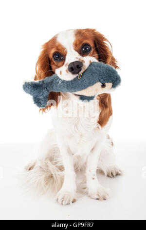 Ausgebildete cavalier King Charles Spaniel weißen Hintergrund Studiofotografie. Hund Spiele mit Dolphin Plüschtier hören, zurück zu geben Stockfoto