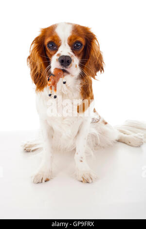 Am besten King Charles Spaniel hund Fotos geschult Stockfoto