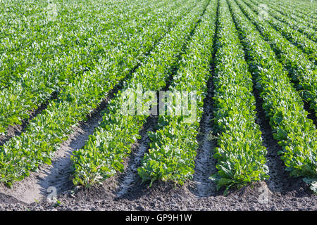 Niederländische Ackerland mit Zuckerrüben, Agrarlandschaft Stockfoto