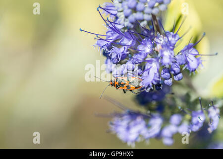Ein Zimt Fehler (Corizus Hyoscyami) auf Blaubart Worcester Gold (Caryopteris x Clandonensis) Stockfoto