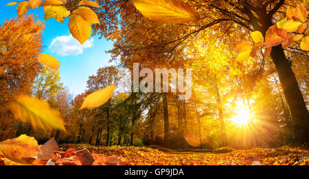 Goldene Herbst Szene in einem Park, mit fallen lässt, die Sonne durch die Bäume und blauer Himmel Stockfoto