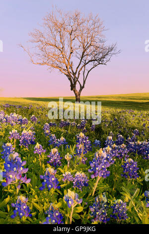 Wilde Blume Bluebonnet in Ennis City, Texas, USA, Sonnenuntergang, Dämmerung. BlueBonnet Trail. Kornblumen blühen Frühling in Ennis. Blatt-les Stockfoto