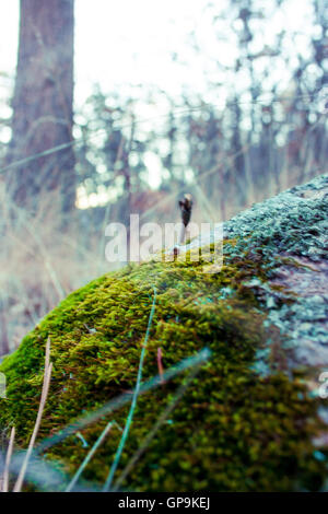 Moosige Felsen am Morgen Stockfoto