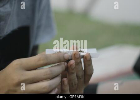 Hände eines Mannes, der eine Zigarette rollt. Das Konzept von Marihuana, Drogen, sucht. Stockfoto