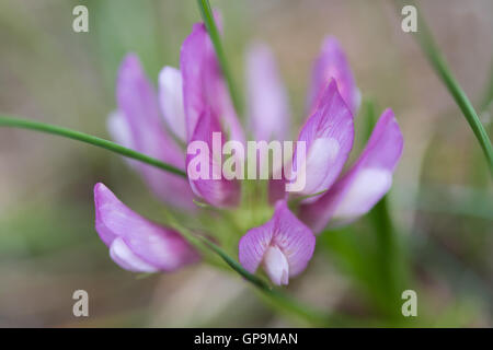 Pitch Dreiblatt (Bituminaria Bituminosa) Blume Stockfoto