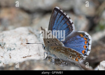 weibliche Adonis Blue (Lysandra Bellargus) Stockfoto