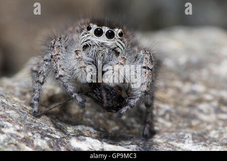 weibliche Springspinne (Aelurillus V-Insignitus) Essen einen Mirid-Fehler Stockfoto