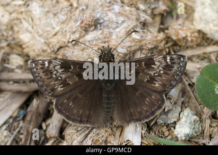 Schmuddeligen Skipper (Erynnis Tages) Stockfoto