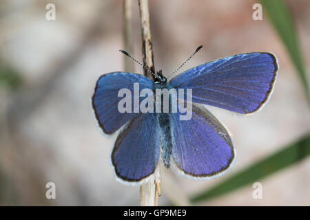 Mazarine Blue (Cyaniris Semiargus) Schmetterling Stockfoto