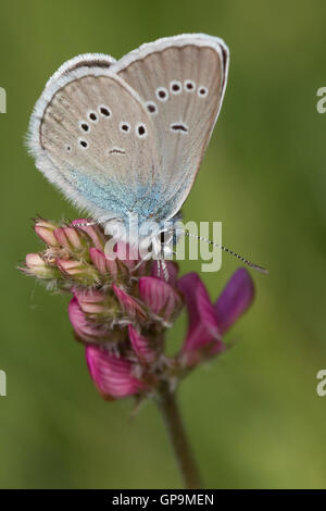 Mazarine Blue (Cyaniris Semiargus) Schmetterling Stockfoto