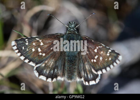 Oberthur des ergrauten Skipper (Pyrgus Armoricanus) Stockfoto