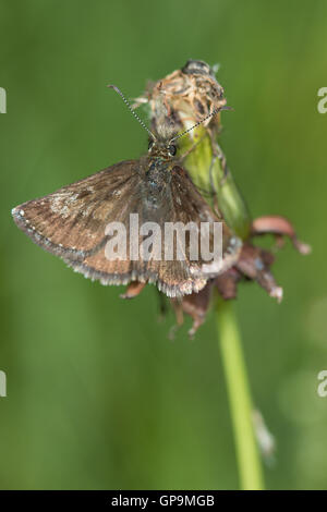 Schmuddeligen Skipper (Erynnis Tages) ruht auf einer toten Blütenstand Stockfoto