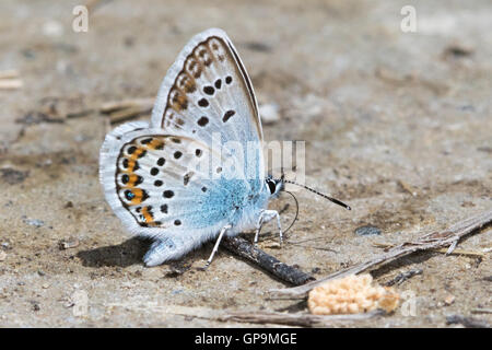 Silber besetzte blau (Plebejus Argus) trinken aus feuchter Erde Stockfoto