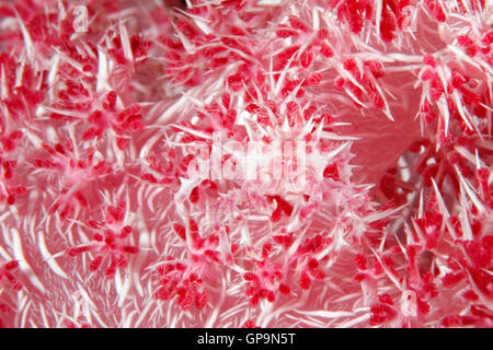 Weiche Korallen Krabbe oder Candy-Krabbe, Hoplophrys Oatesii. Stockfoto