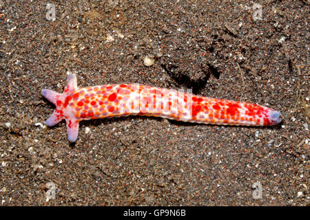 Comet Sea Star, Linckia multifora, zeigen eine fünf arm Regeneration wächst aus dem Stumpf eines 'übergeordneten' Arm. Siehe unten für mehr Informationen. Stockfoto