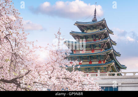 Kirschblüte im Frühling der Gyeongbokgung Palast in Seoul, korea Stockfoto