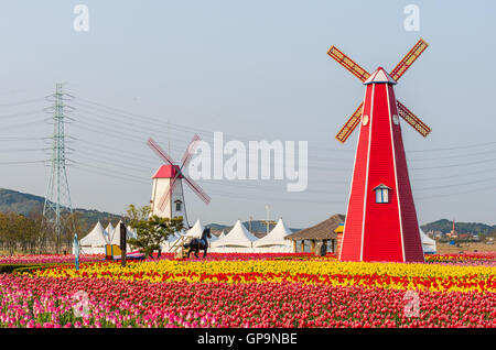 Bunte Tulpen und hölzerne Windmühlen im Park, Südkorea. Stockfoto