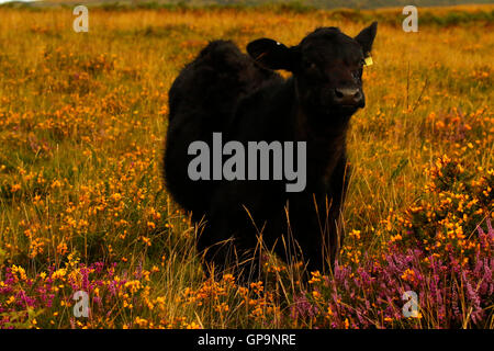 Dartmoor auszusehen wie der Ginster & Heidekraut sind in voller Blüte, gelbe & rosa Tönen mit ein Welsh Black Aberdeen Angus Stockfoto