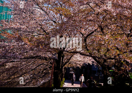 Die Menschen gehen unter Kirschblüten in Tokio, Japan Stockfoto