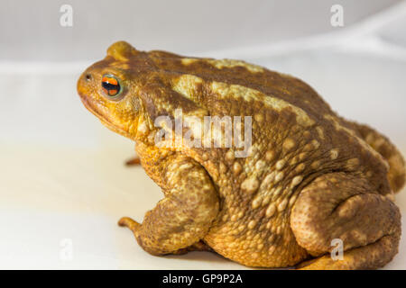 gemeinsamen Kröte (Bufo Bufo) auf weißem Hintergrund Stockfoto