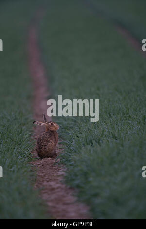 Braune Hare / Feldhase (Lepus Europaeus) sitzen in einem grünen Mais-Feld zwischen nassem Rasen, in den frühen Morgenstunden, vor Sonnenaufgang. Stockfoto