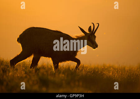 Chamois / Alpine Chamois / Gaemse (Rupicapra Rupicapra), zu Fuß über eine Bergwiese ersten Morgenlicht orange Hintergrundbeleuchtung. Stockfoto