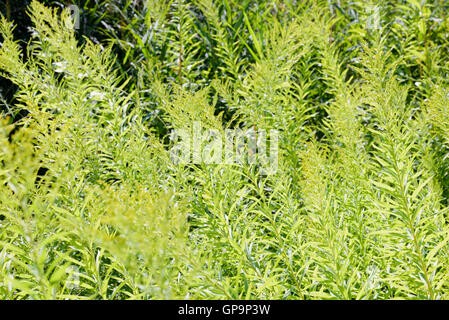 Solidago Canadensis auch bekannt als Kanada Goldrute oder Kanadische Goldrute, in der Nähe des Sees Stockfoto