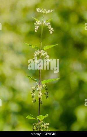 Brennessel, Urtica Dioica, fordert auch gemeinsame Brennnessel oder Brennnessel, mit weißen Blüten, Wald-Hintergrund Stockfoto