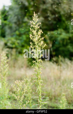 Erigeron Canadensis Pflanzen auch genannt Hauptverbreitungsgebiet, kanadische Hauptverbreitungsgebiet, kanadisches Berufkraut, Coltstail, Marestail und butterweed Stockfoto