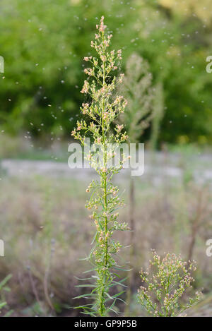 Erigeron Canadensis Pflanzen auch genannt Hauptverbreitungsgebiet, kanadische Hauptverbreitungsgebiet, kanadisches Berufkraut, Coltstail, Marestail und butterweed Stockfoto