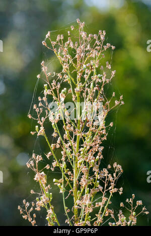 Detail einer Erigeron Canadensis Anlage genannt auch Hauptverbreitungsgebiet, kanadische Hauptverbreitungsgebiet, kanadisches Berufkraut, Coltstail, Marestail und bu Stockfoto