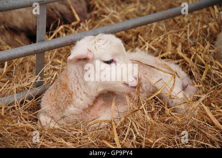 Ein Neugeborenes Lamm auf einem Bett aus Stroh in Kent, England. Stockfoto