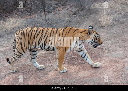 Bengal Tiger Machali schlich an Ranthambhore Forest, Rajasthan (Panthera Tigris) Stockfoto