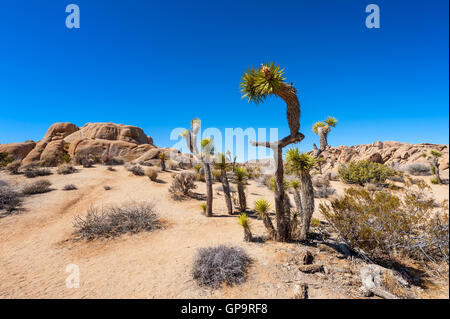 Joshua Tree Nationalpark Kalifornien USA Stockfoto