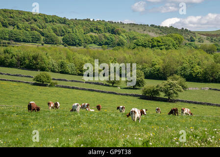 Kühe in der englischen Landschaft an einem frühen Sommertag. Grüne Felder und Wälder in der Nähe von Bakewell in Derbyshire. Stockfoto