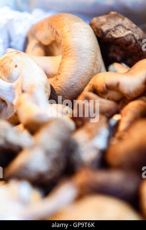 Nahaufnahme Detail von Shiitake-Pilzen Stockfoto