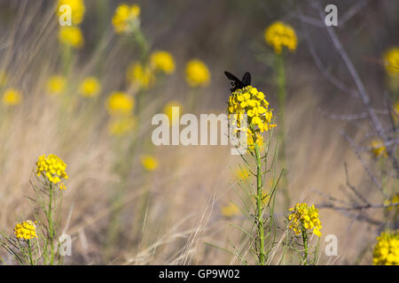 Ein Pipevine Schwalbenschwanz Schmetterling in einem Feld von Dünen Mauerblümchen auf dem Arizona-Trail Surfen. Arizona Stockfoto